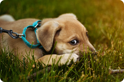 How to tell if your dog has fleas