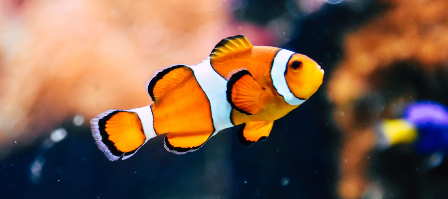 The importance of water quality in your aquarium