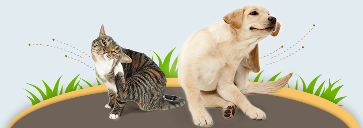 A tabby cat and a yellow lab dog scratching themselves, indicating a flea problem.
