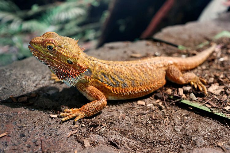 A bearded dragon with an orange and brown scaly body is standing on a rock in a naturalistic habitat. The background includes soil and green foliage, creating a natural environment.