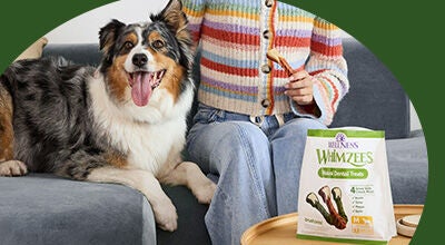 Treats Whimzees dog treat given to dog