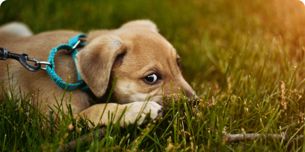 A puppy wearing a teal harness lying on grass, chewing on a stick.