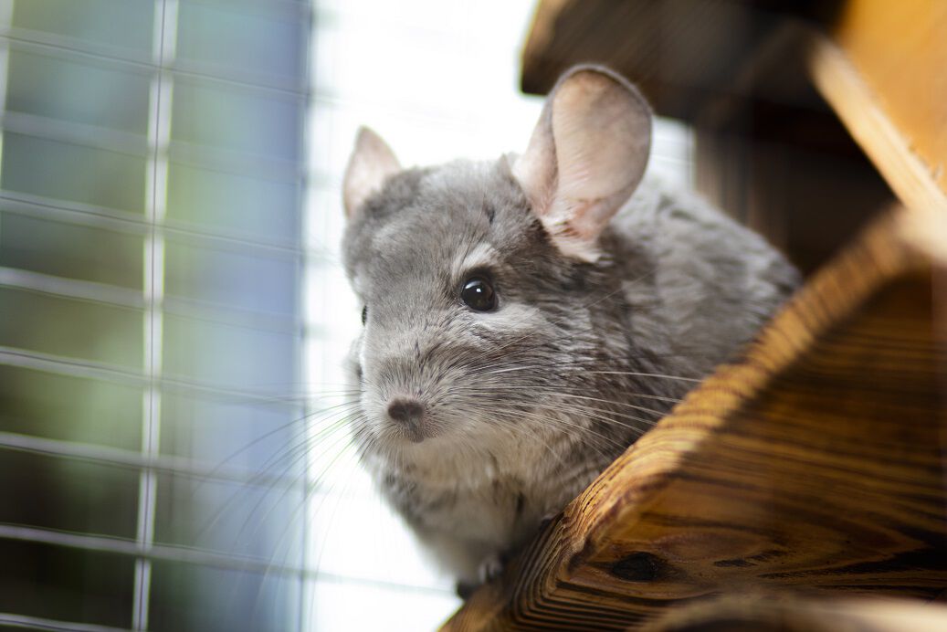 Buy chinchilla online store Online
