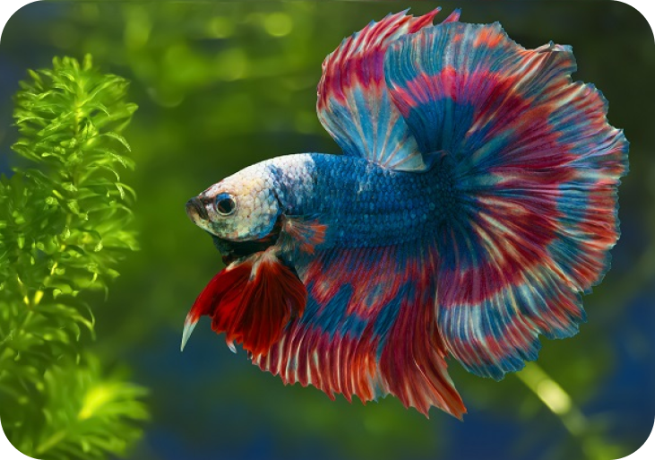 All fighter fish 2025