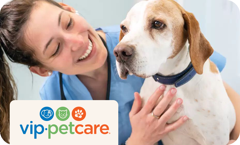 Image of a smiling veterinarian holding a Beagle, with the VIP Petcare logo.