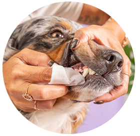 A person cleaning a dog's teeth using Skout's Honor dental wipes.