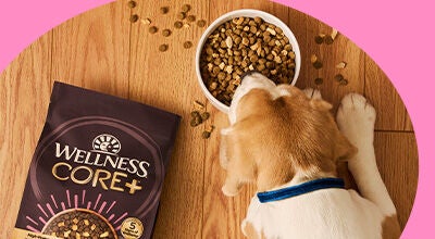 dry dog food Wellness Core +with dog eating out of bowl