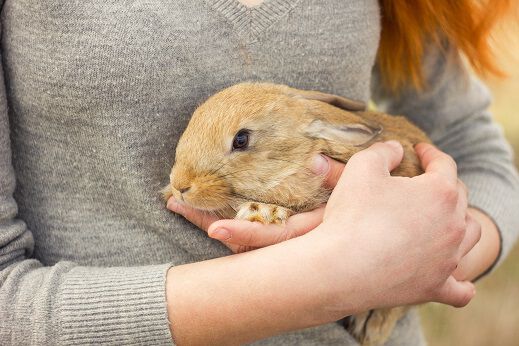 Rabbit Shop | Pet Supermarket