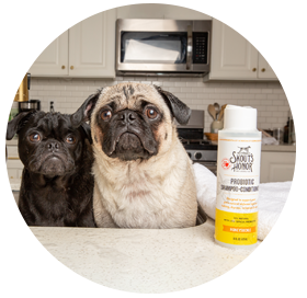 Two pugs sitting on a countertop next to Skout's Honor grooming products.