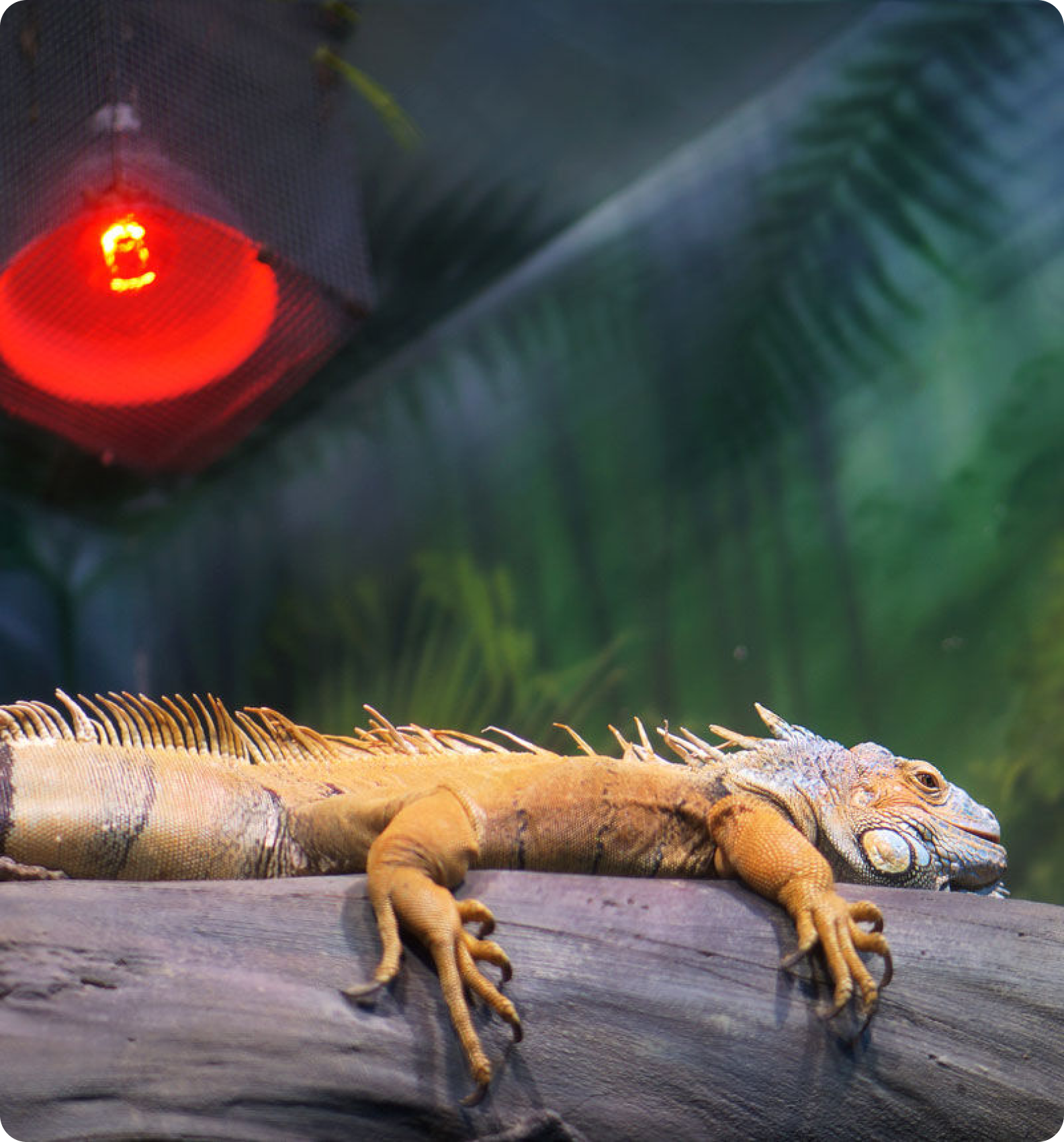 Bearded Dragon Shop Pet Supermarket Pet Supermarket