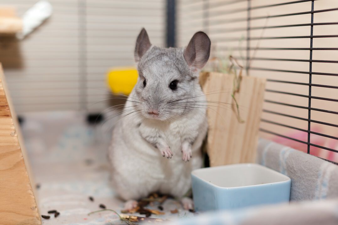 Chinchilla Shop Pet Supermarket
