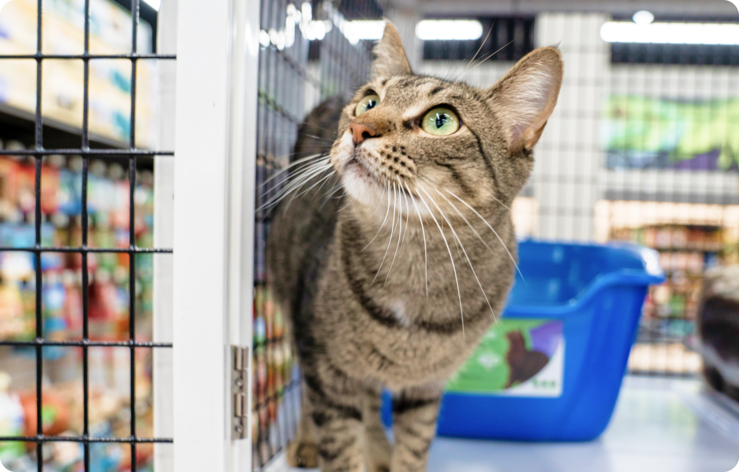 Take me to pet supermarket discount