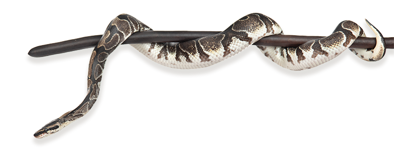 A full ball python snake on a branch