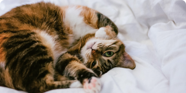 A tabby cat lying on its back on a white blanket, looking at the camera.