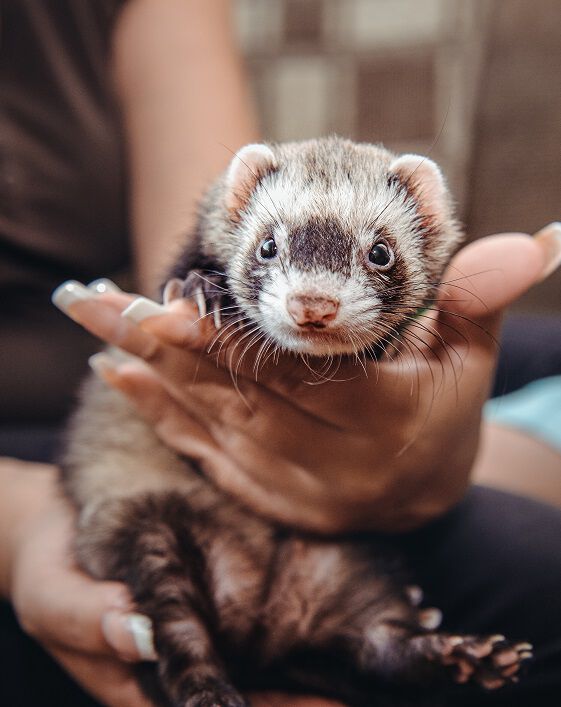 Ferret Shop Pet Supermarket Pet Supermarket