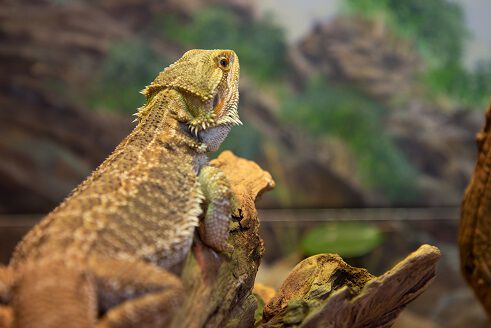 A bearded dragon with a brown and grey scaly body is perched on a piece of wood, looking to the side. The background features a blurred natural habitat with greenery and rocks.