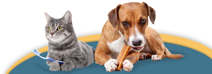 dog with chew toothbrush, grey cat with toothbrush