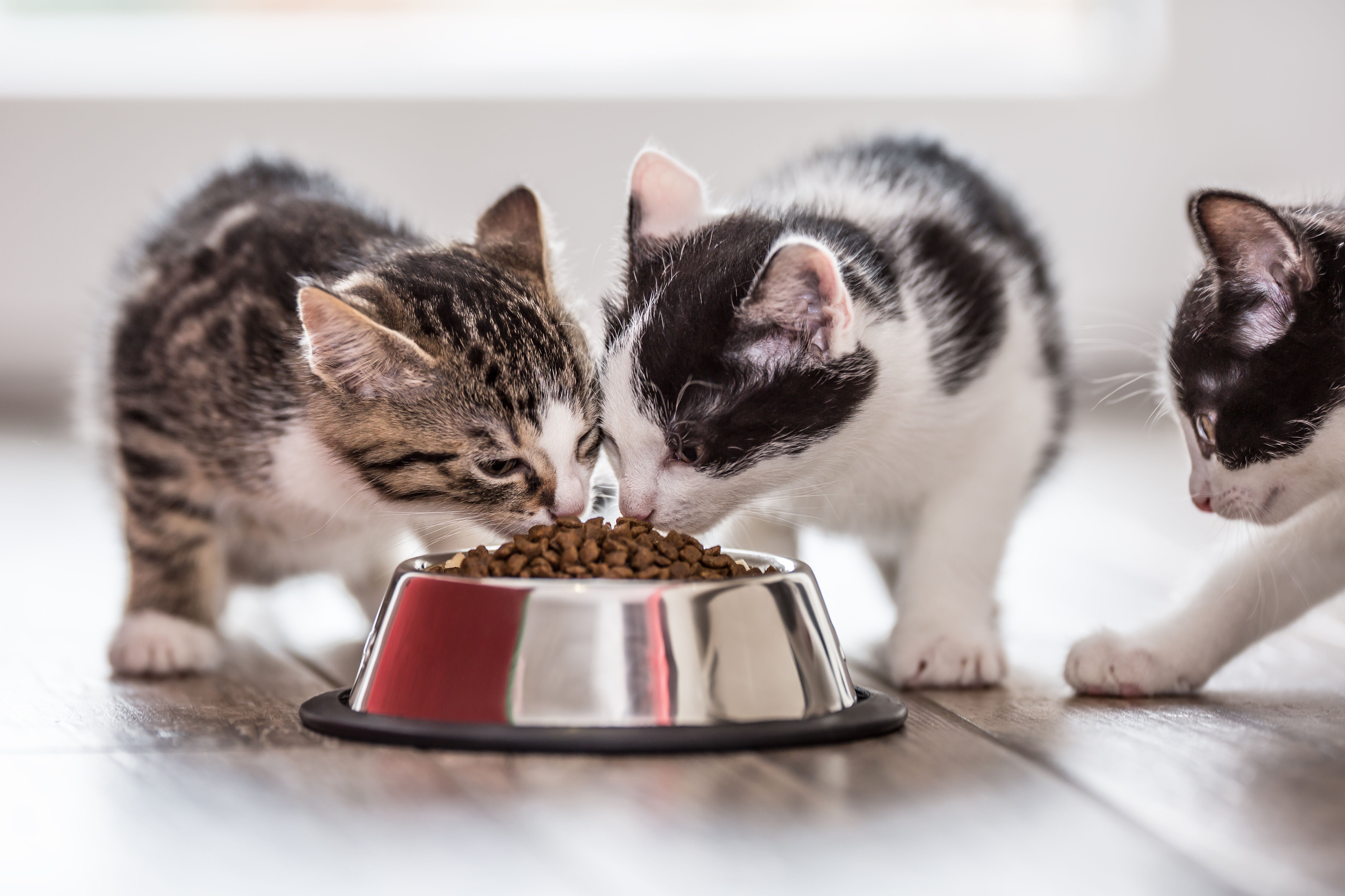 Ultra cat deals food price