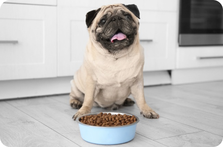 A pug sitting on a kitchen floor with a blue bowl filled with kibble in front of it.