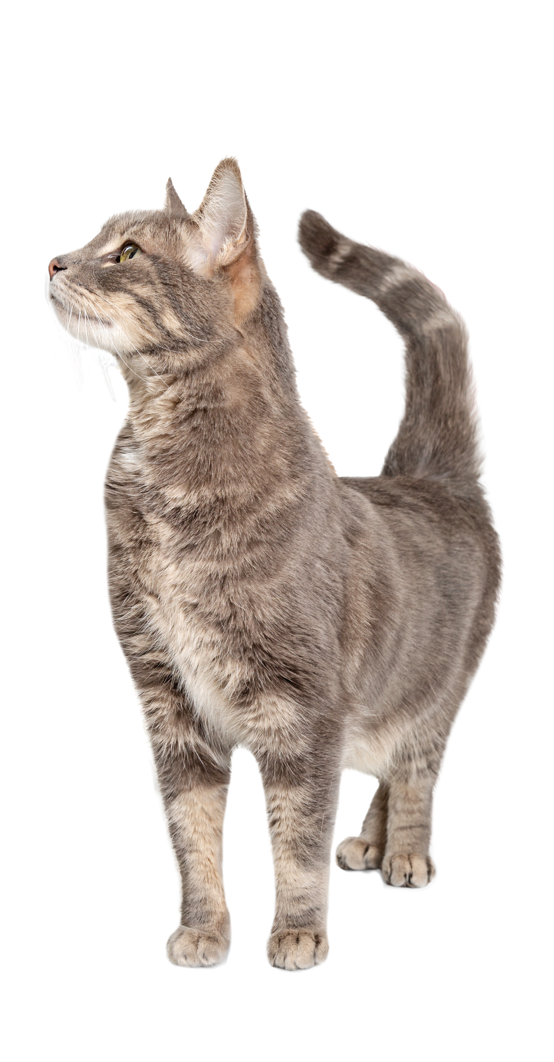  grey cat playing in a toy