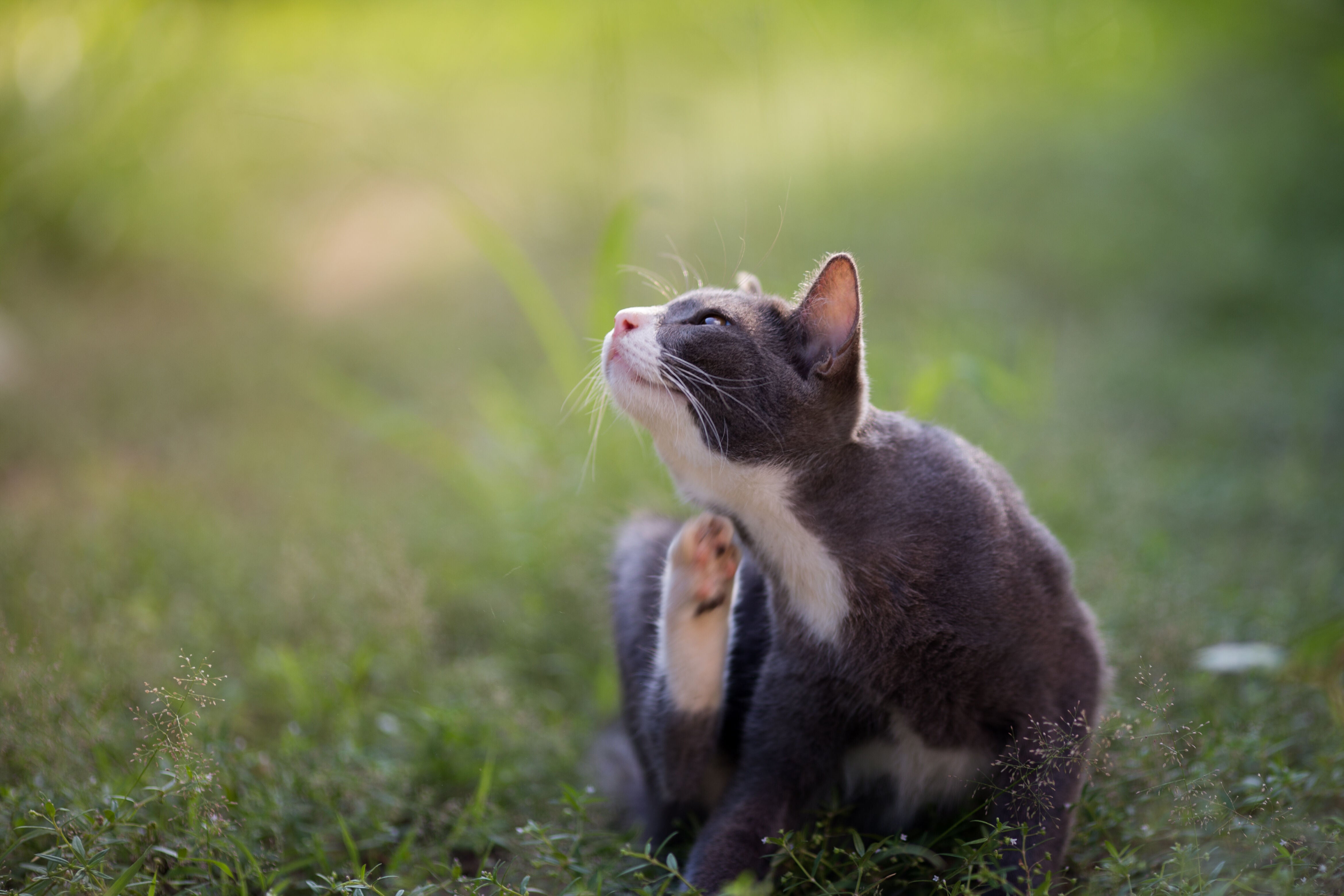 A cat itching itself in the grass.