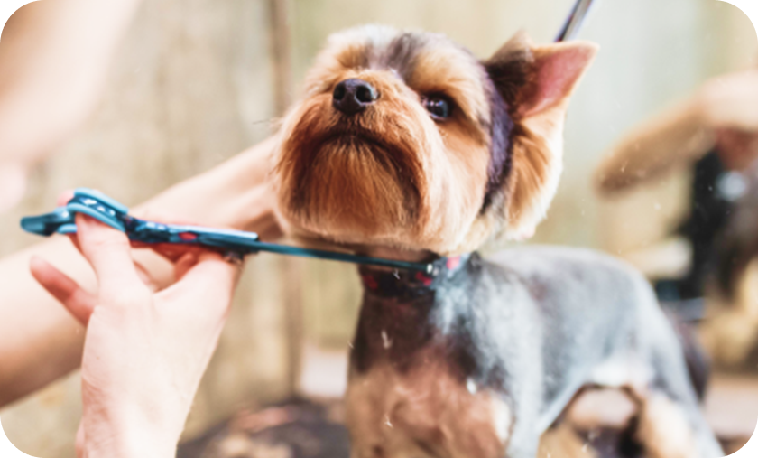 Close-up image of a small Yorkshire Terrier being groomed with scissors by a person.