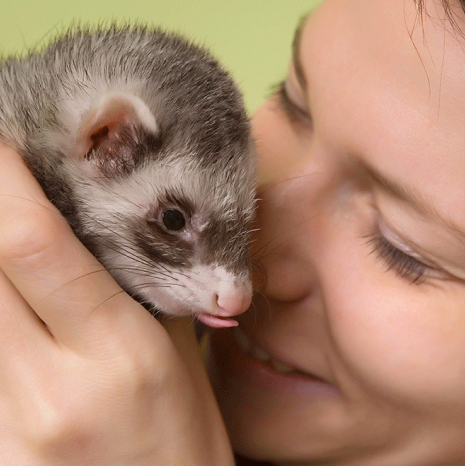 Pet supermarket sale ferrets