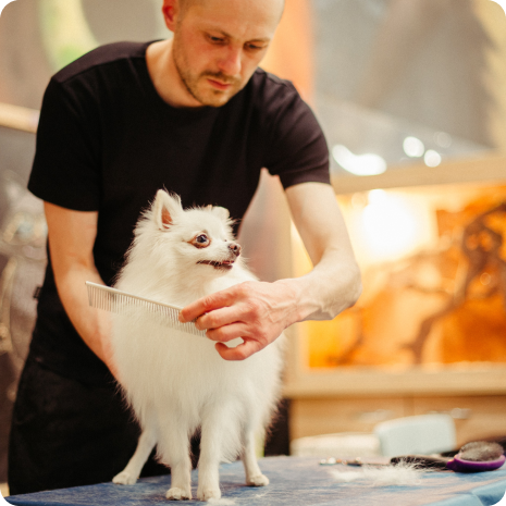 Pet supermarket grooming online