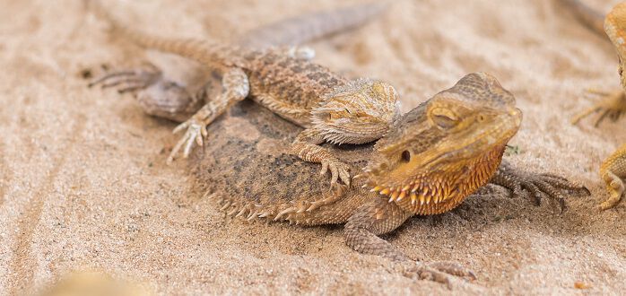Bearded dragon 2025 shops near me