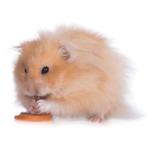 Fluffy teddy shop bear hamster