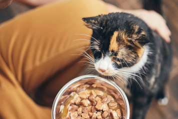 A black, white, and orange calico cat looking at a bowl of wet cat food.