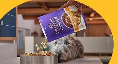 Mixers and toppers Wellness Bowl Booster pouring onto dog food with dog watching