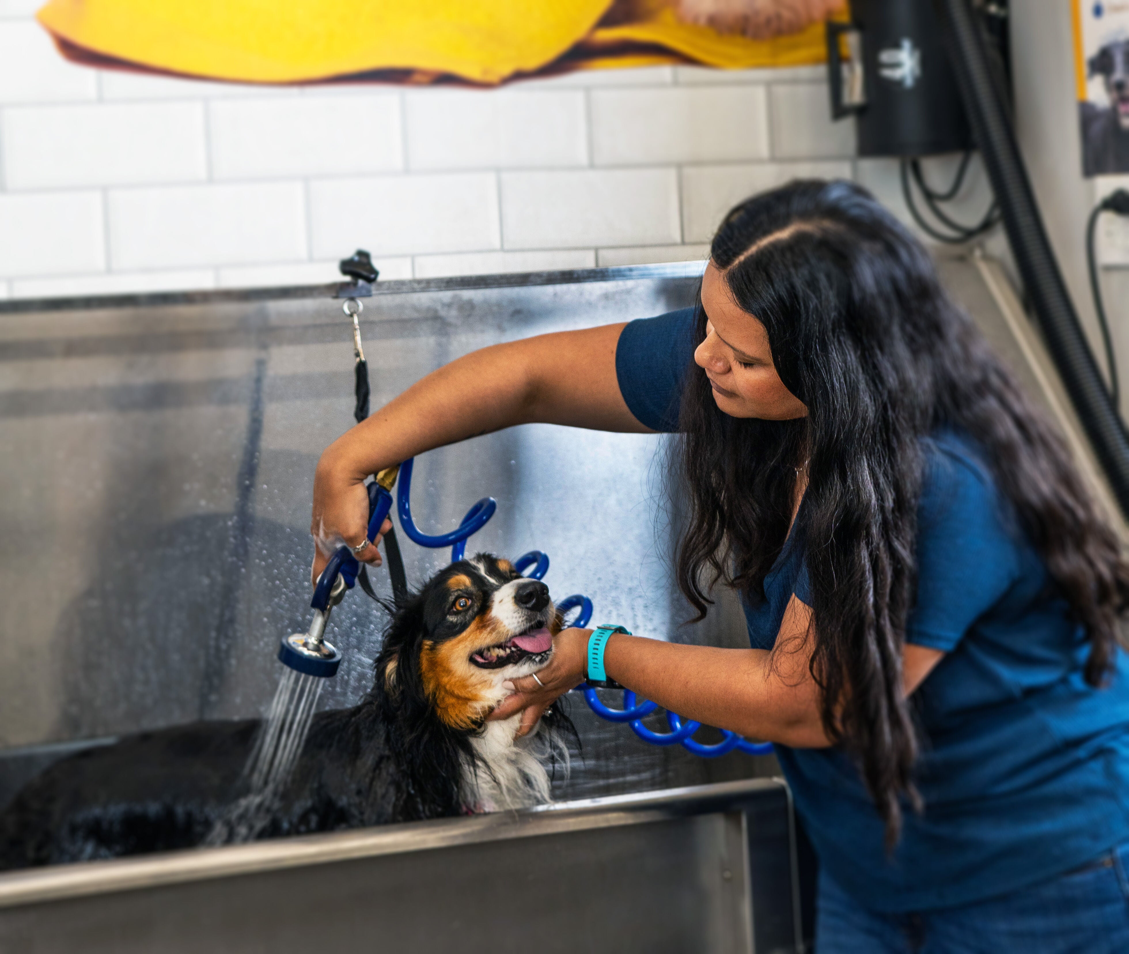 Pet supermarket dog shampoo 2025