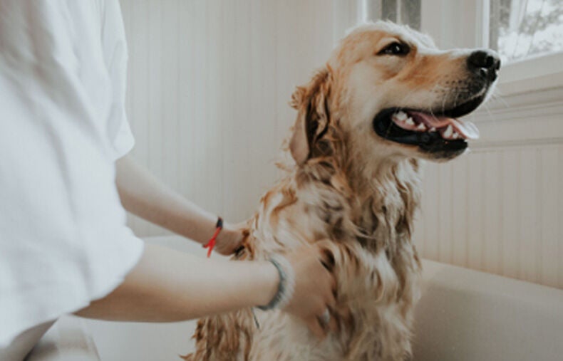 A Golden Retriever being groomed, enjoying a bath in the tub.