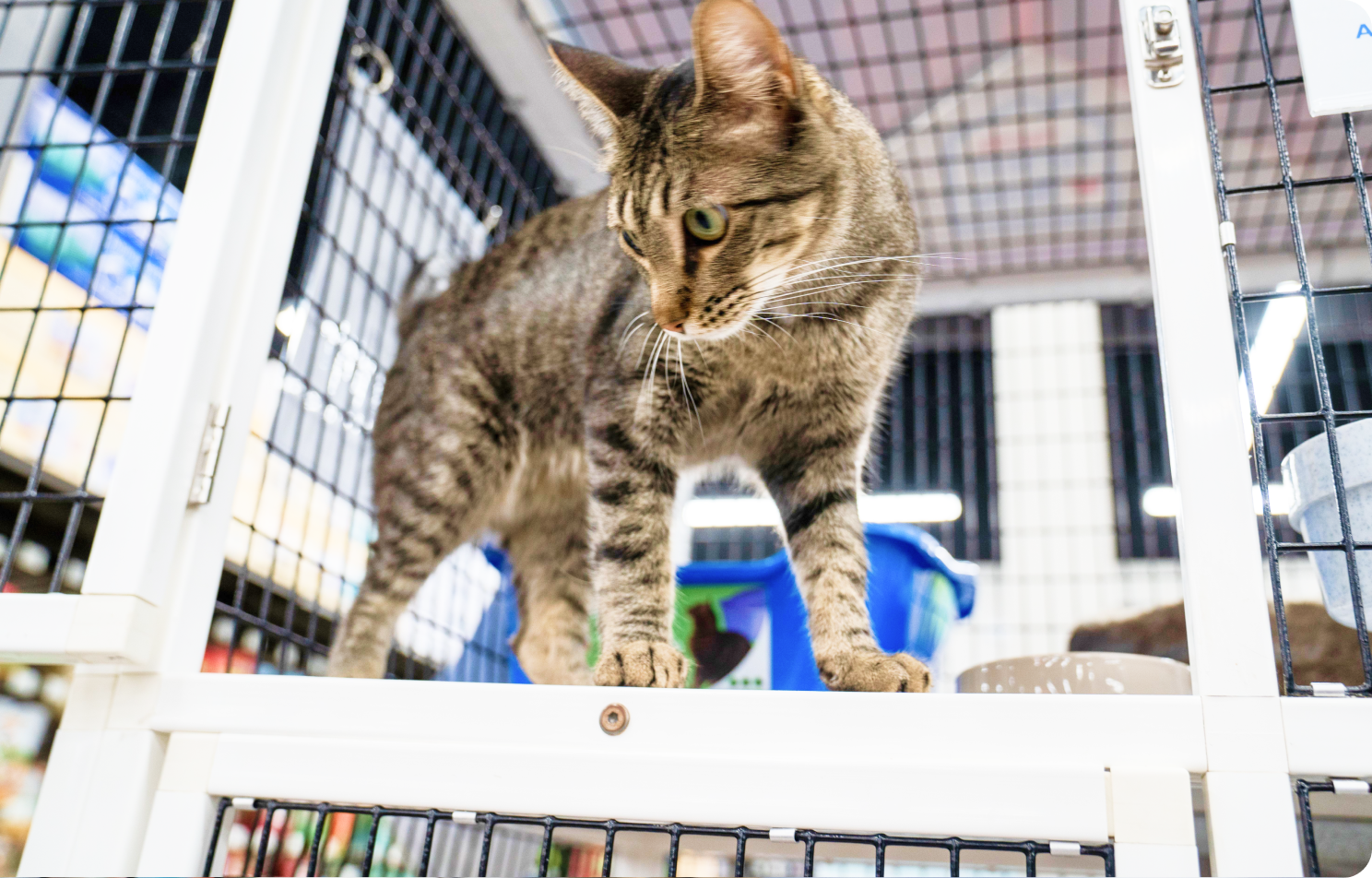 Pet shops that sell cats best sale