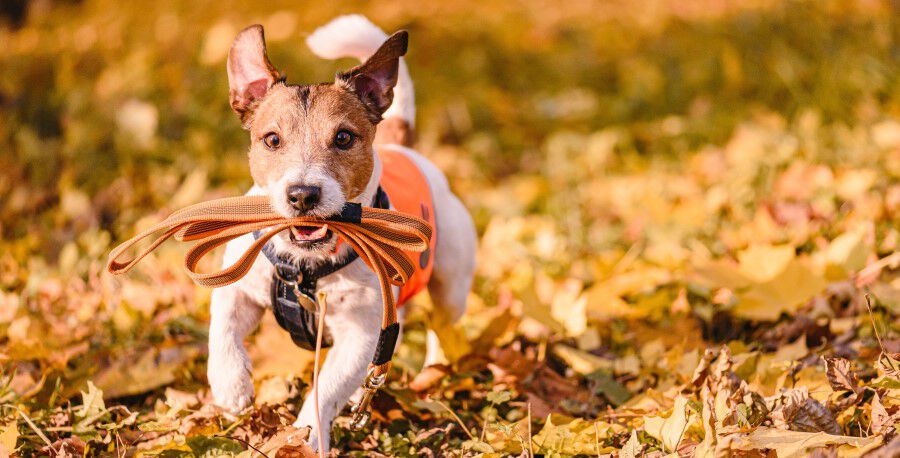 Jack Russel Dog wearing orange harness with orange leash in its mouth running through fall leaves on the ground