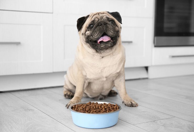 A pug sitting on the floor in front of a bowl filled with kibble, inside a kitchen.