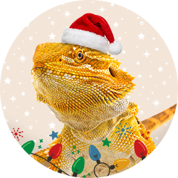 Reptile Deals
