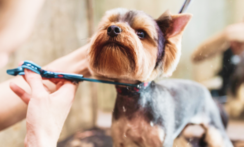 Personalized grooming solutions