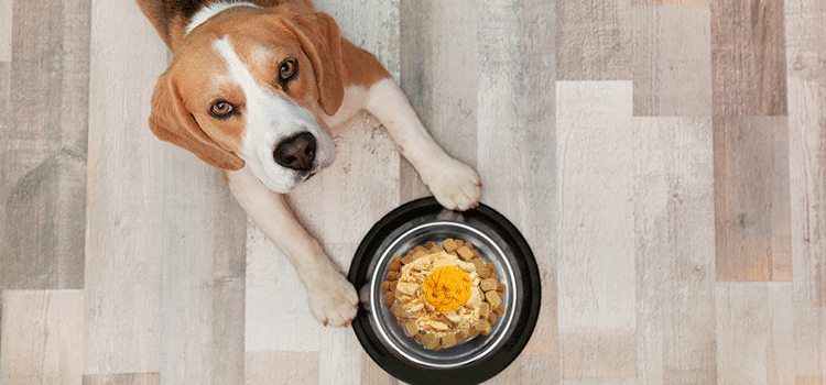 Delish dog food top