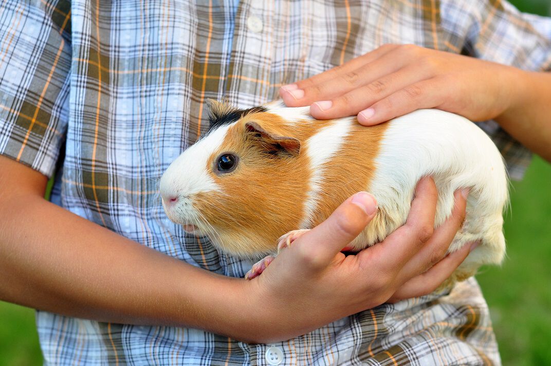A person in a plaid shirt gently holding a guinea pig with white and brown patches.