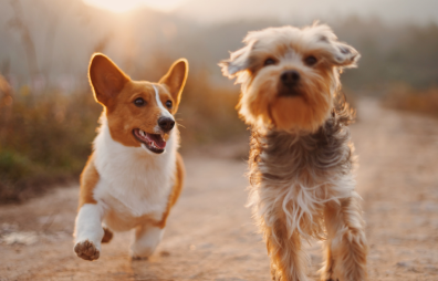 A Corgi and a Terrier running together on a dirt path outdoors.