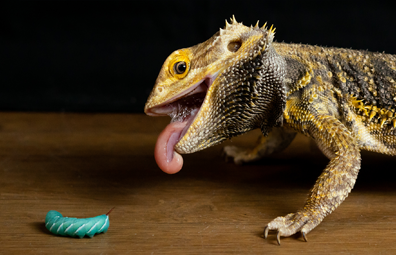 Bearded Dragon with it's tongue out next to a hornworm  | Pet Owner Guide to Caring for a Bearded Dragon