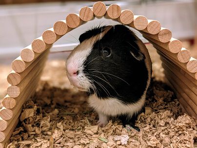 A black and white guinea pig inside a wooden arch in a bed of wood shavings.