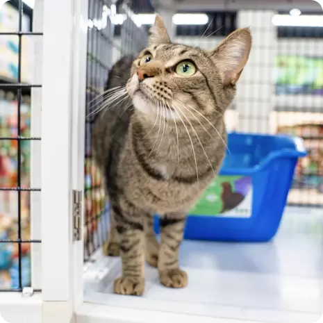 Pet sales supermarket kittens