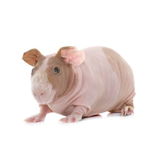 Skinny Pig