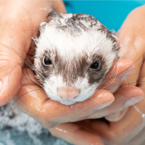 Pet supermarket sale ferrets