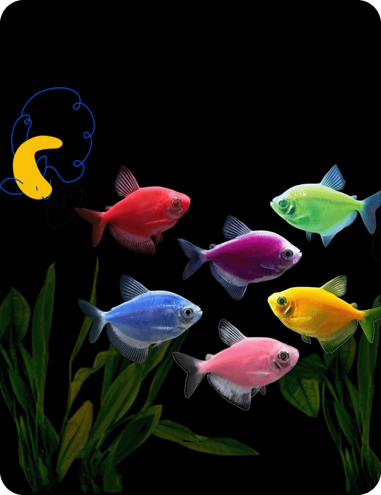 Pet supermarket fish clearance