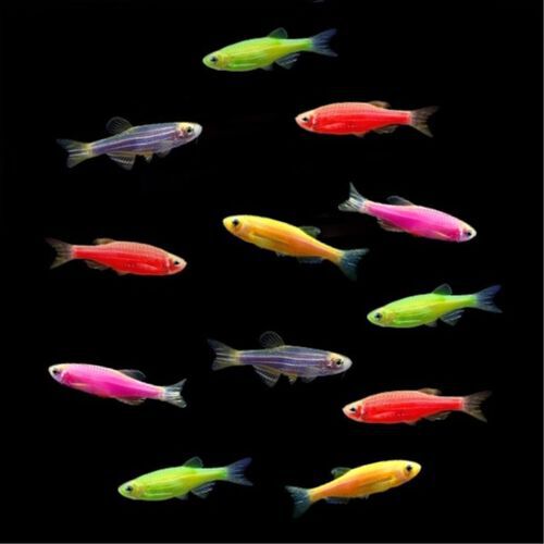 A group of colorful GloFish Danios swimming together against a black background.