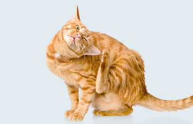 A simple, stylized Pet Supermarket cat peticon in a relaxed, curled position.